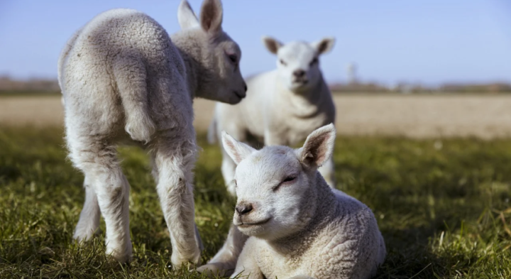 おうち自然探検隊 -withコロナ時代に求められる身体知とは?- ※12名限定