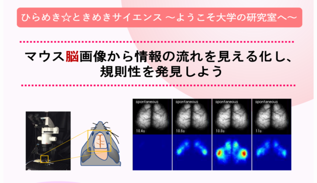 【高校生対象】10/4 ひらめき☆ときめきサイエンス〜ようこそ大学の研究室へ〜「マウス脳画像から情報の流れを見える化し、規則性を発見しよう」