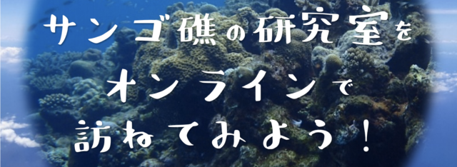 サンゴ礁の研究室をオンラインで訪ねてみよう！