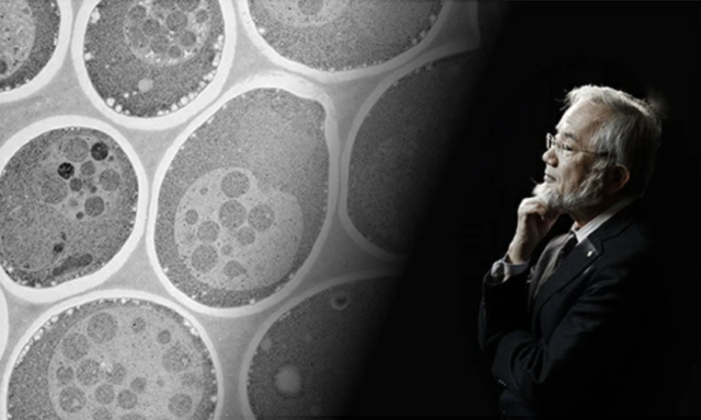 【開催日1/23(土)】中高生のための東工大「Gateway to Science2021～細胞のふしぎ発見・オートファジー～」