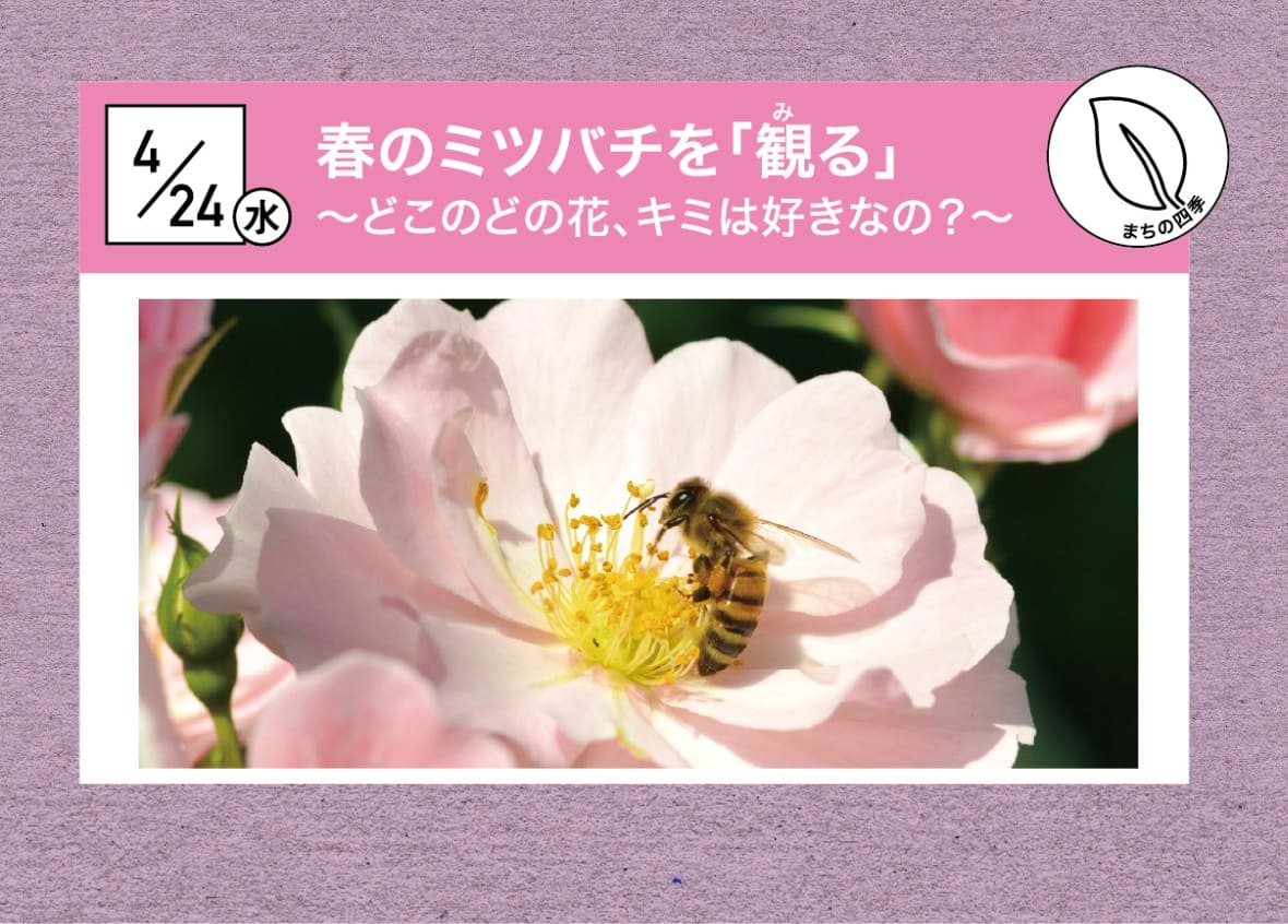 春のミツバチを「観る」 ～どこのどの花、キミは好きなの？～【まちの四季/朝活】
