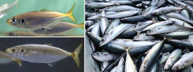 【12/8(日)開催】その魚はどこから来て何を食べていたのか？──魚の一生を追いかける【締切12/6(金)】