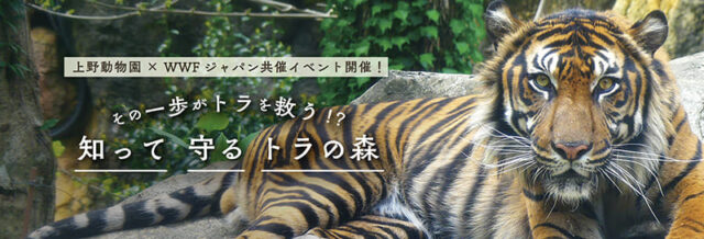 【上野動物園×WWFジャパン】中高生向け：世界トラの日企画「その一歩がトラを守る！？知って守るトラの森」