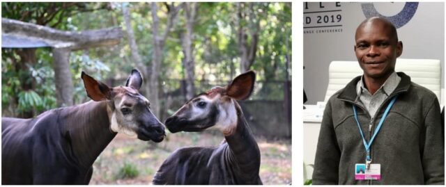 オカピのふるさとを知ろう：「地球の肺」コンゴ盆地について理解を深める