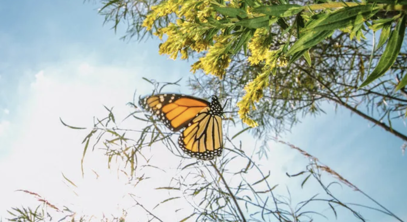【12/13(土)•1/24(土)開催】中高生向けワークショップ「考えよう！私たちの未来と再生可能エネルギー」