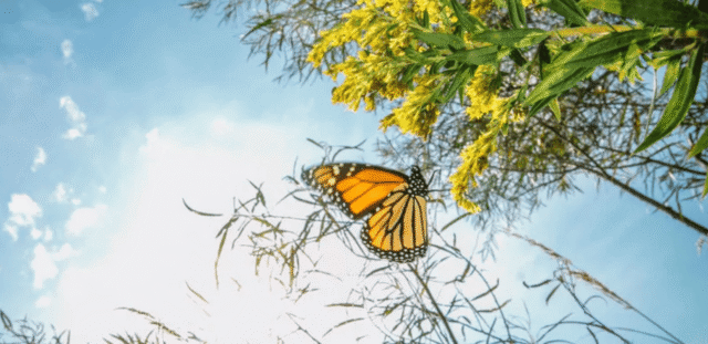 【2/7(土)開催！】中高生向けワークショップ「考えよう！私たちの未来と再生可能エネルギー」